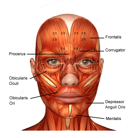 Orbicularis oculi and facial muscles โ blepharospasm injection anatomy